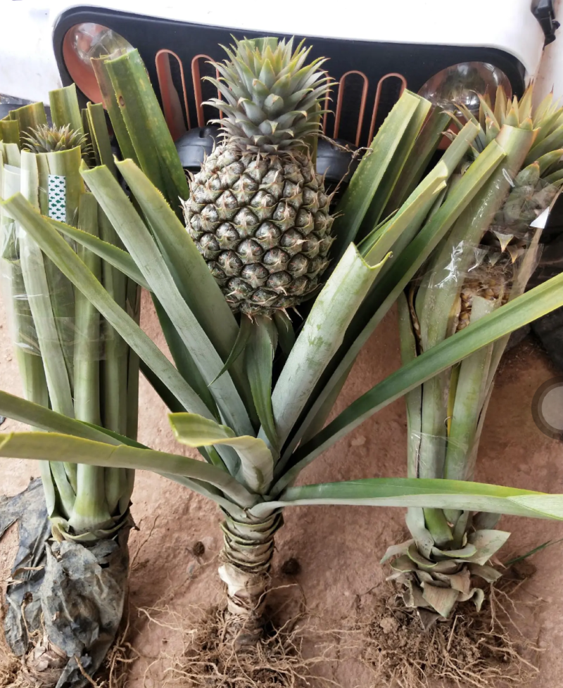 [优选]地菠萝苗凤梨苗23号金钻甜蜜蜜正品苗