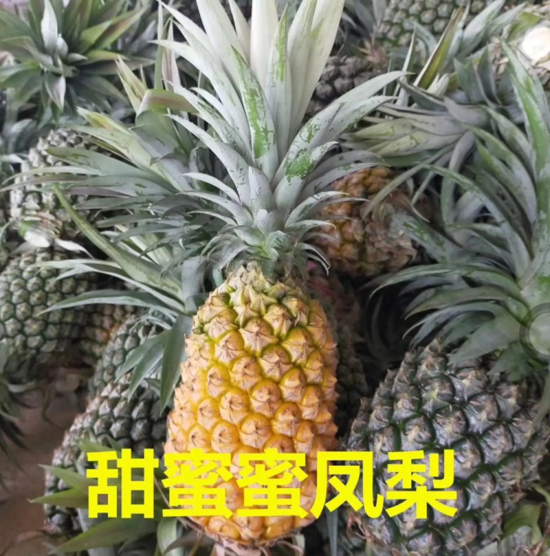 [优选]地菠萝苗凤梨苗23号金钻甜蜜蜜正品苗