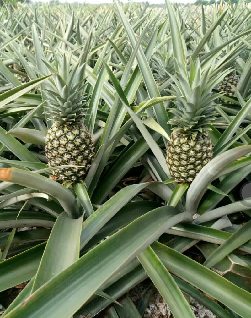 [优选]地菠萝苗凤梨苗23号金钻甜蜜蜜正品苗