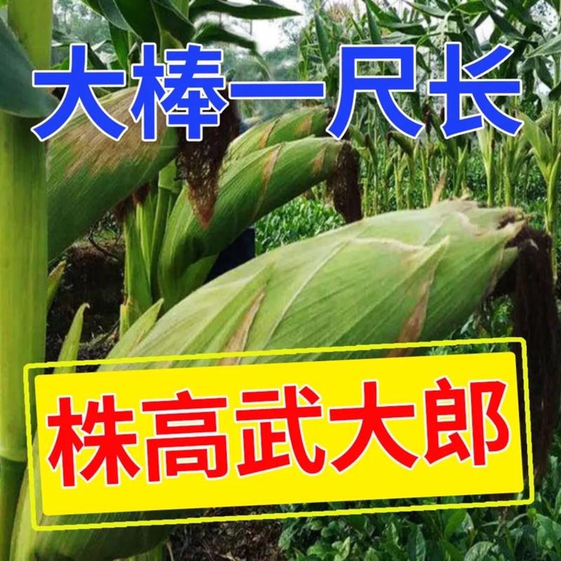 玉米种子国审东单913,2000斤高产玉米种，高抗高产