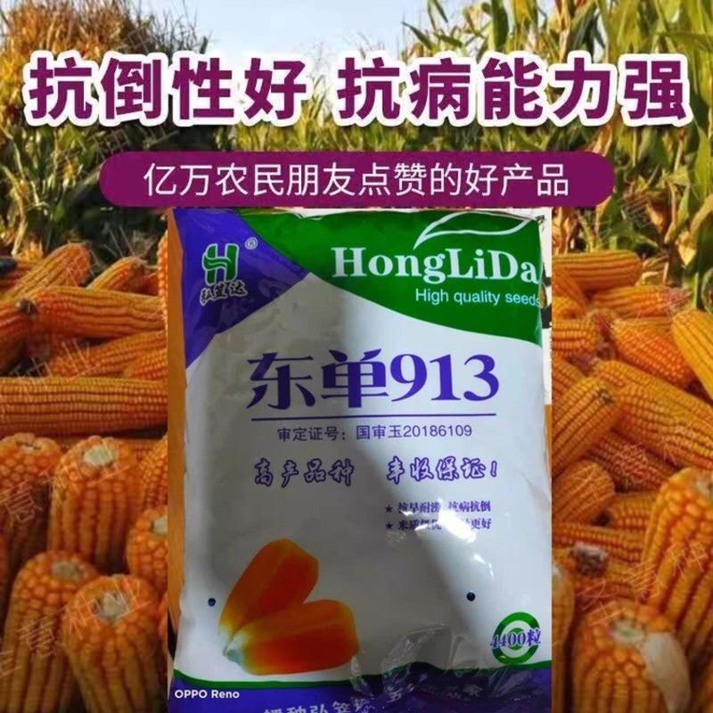玉米种子国审东单913,2000斤高产玉米种，高抗高产