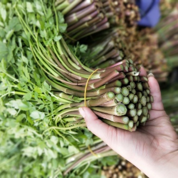 山珍美味野芹菜，腊肉必配