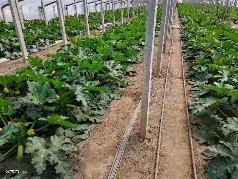 西葫芦苗颜色翠绿瓜条顺直抗病产量高苗厂直发