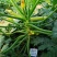 西葫芦苗颜色翠绿瓜条顺直抗病产量高苗厂直发