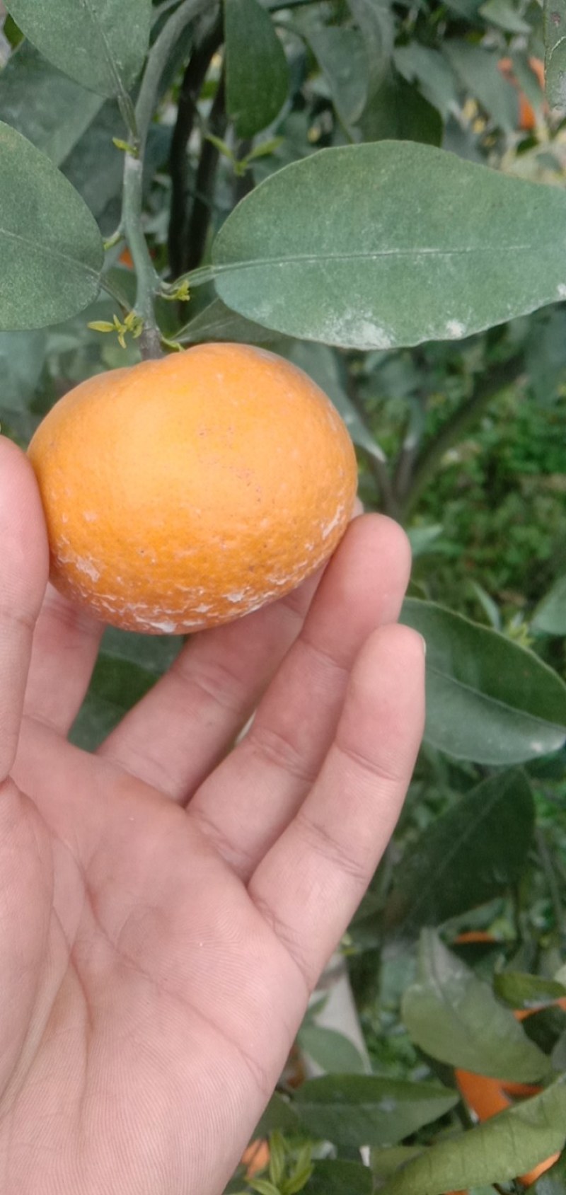 沃柑漂亮果面干净口感很甜果面好颜色好
