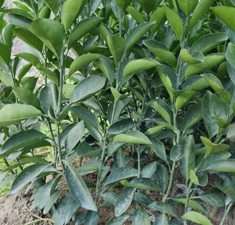 [精品]血橙苗红心橙苗台湾柳丁橙苗红江橙苗纽荷尔脐橙苗