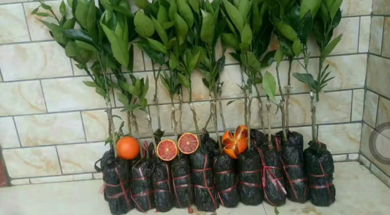[精品]血橙苗红心橙苗台湾柳丁橙苗红江橙苗纽荷尔脐橙苗