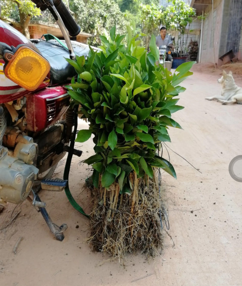 [精品]血橙苗红心橙苗台湾柳丁橙苗红江橙苗纽荷尔脐橙苗