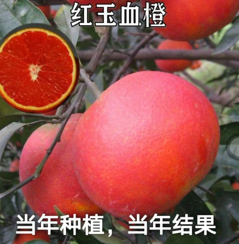 [精品]血橙苗红心橙苗台湾柳丁橙苗红江橙苗纽荷尔脐橙苗
