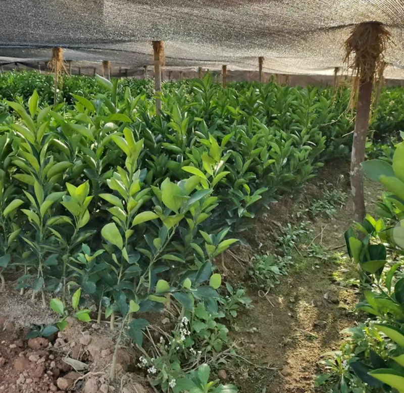 [精品]血橙苗红心橙苗台湾柳丁橙苗红江橙苗纽荷尔脐橙苗