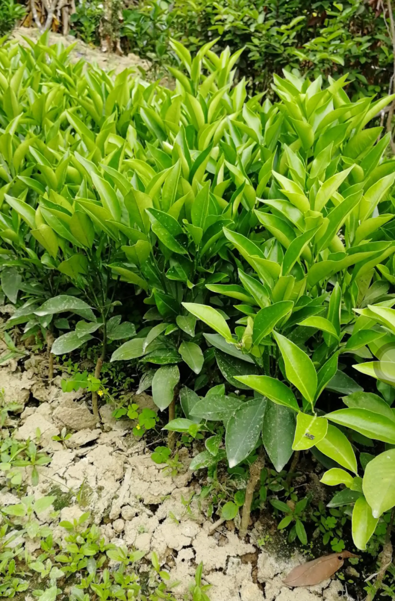 [精品]血橙苗红心橙苗台湾柳丁橙苗红江橙苗纽荷尔脐橙苗
