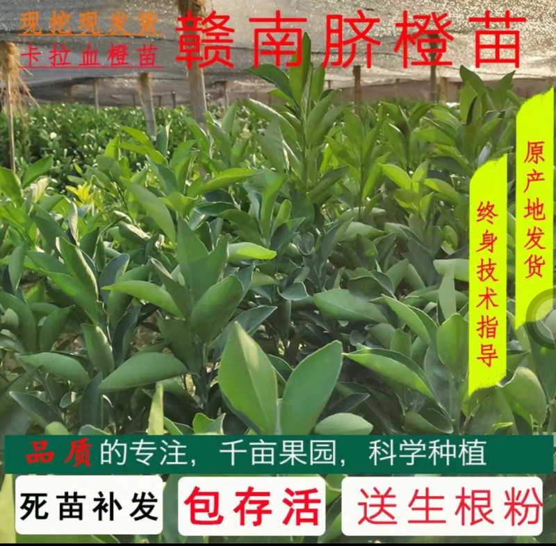 [精品]血橙苗红心橙苗台湾柳丁橙苗红江橙苗纽荷尔脐橙苗