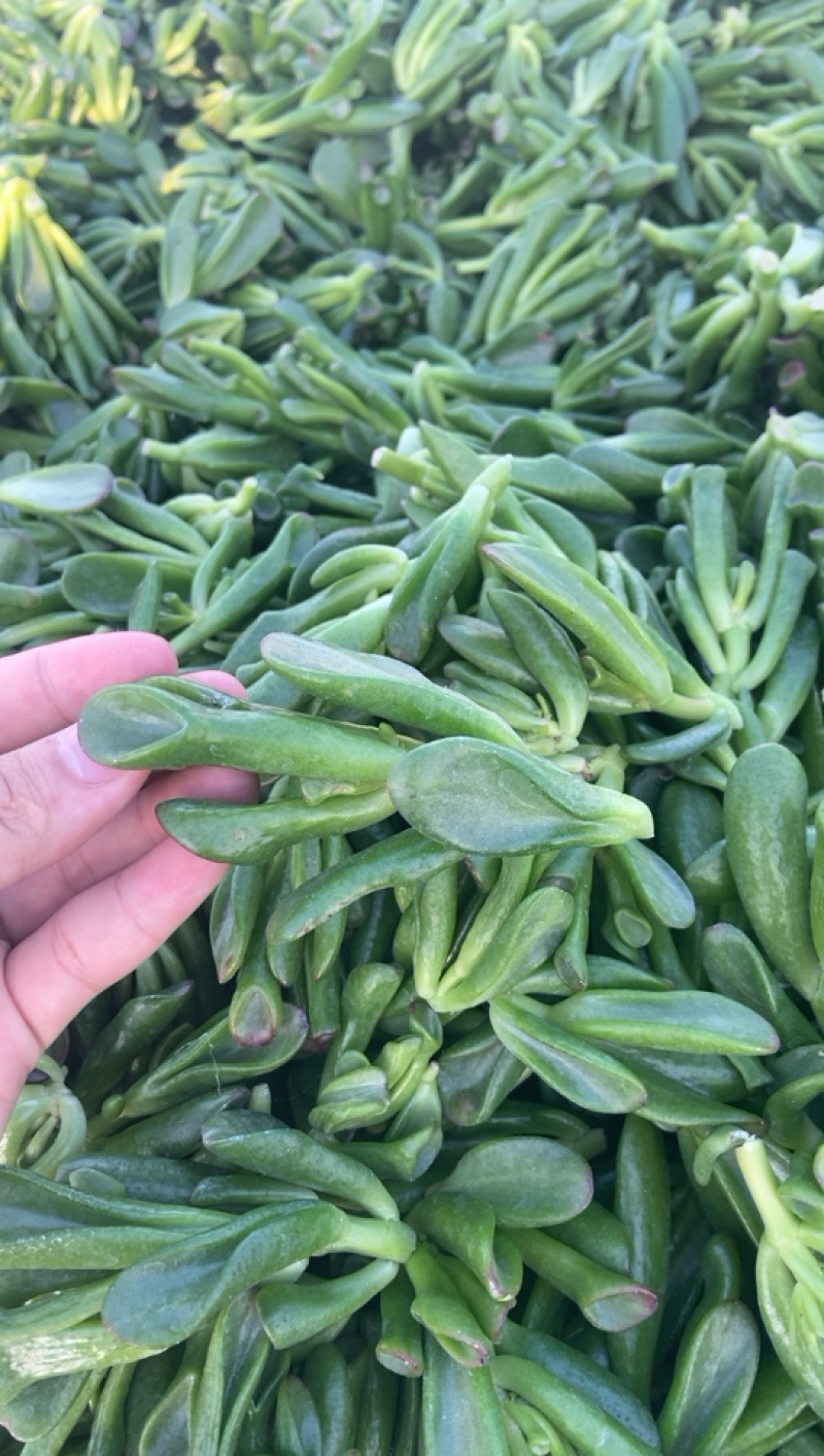 吸财树，砍头苗，量大，基地直销，需要联系