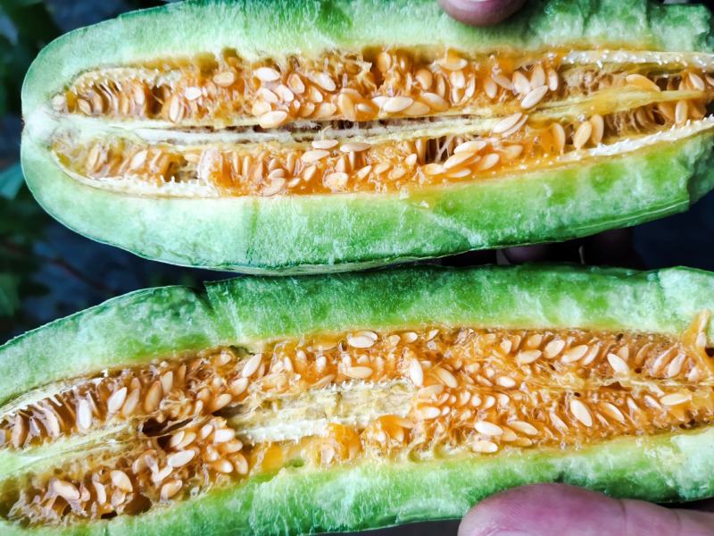 甜瓜精品羊角蜜甜瓜大落价，瓜甜条正，按需装箱