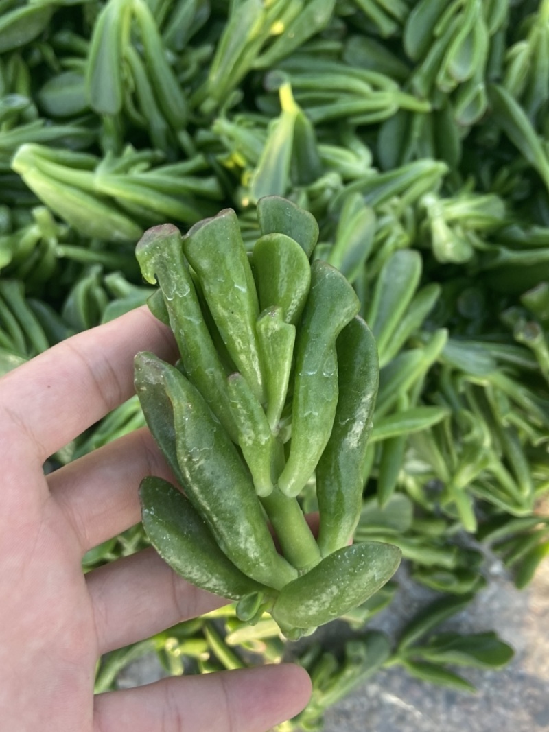 吸财树，砍头苗，量大，基地直销，需要联系