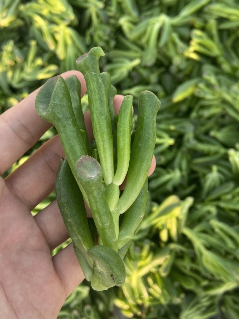 吸财树，砍头苗，量大，基地直销，需要联系