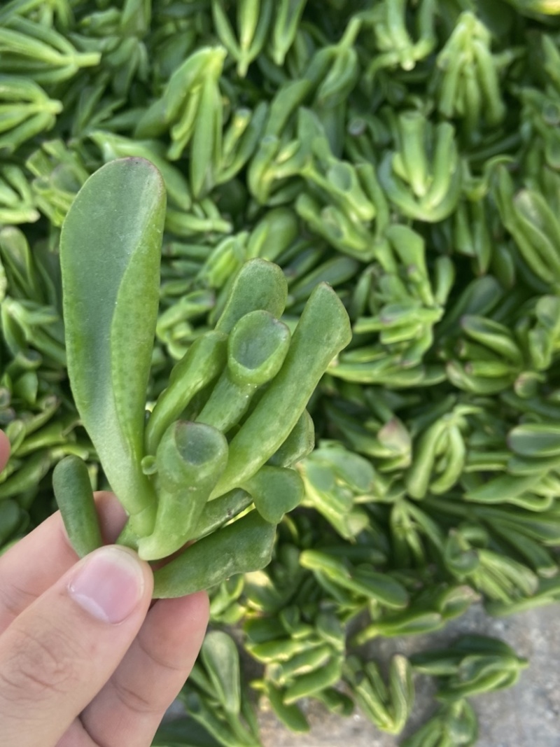 吸财树，砍头苗，量大，基地直销，需要联系