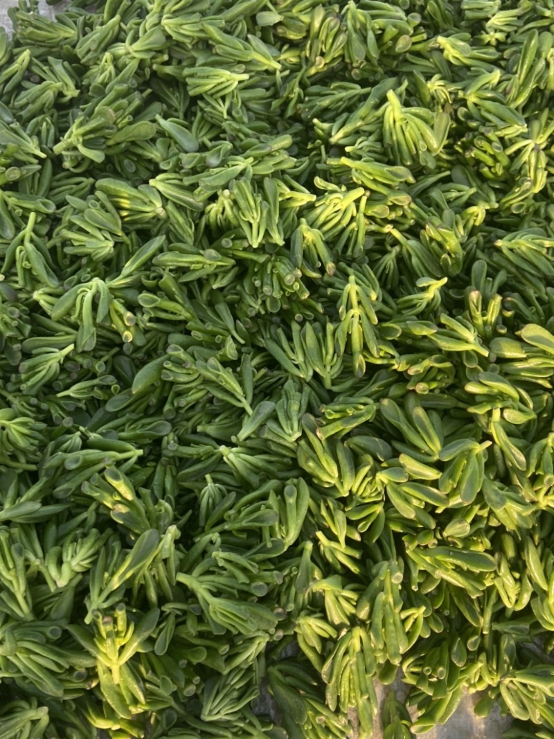 吸财树，砍头苗，量大，基地直销，需要联系