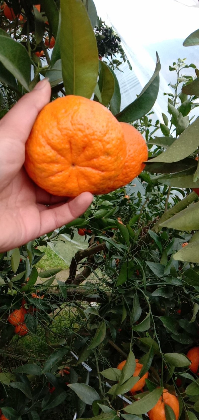 沃柑漂亮果面干净口感很甜果面好颜色好