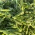 吸财树，砍头苗，量大，基地直销，需要联系