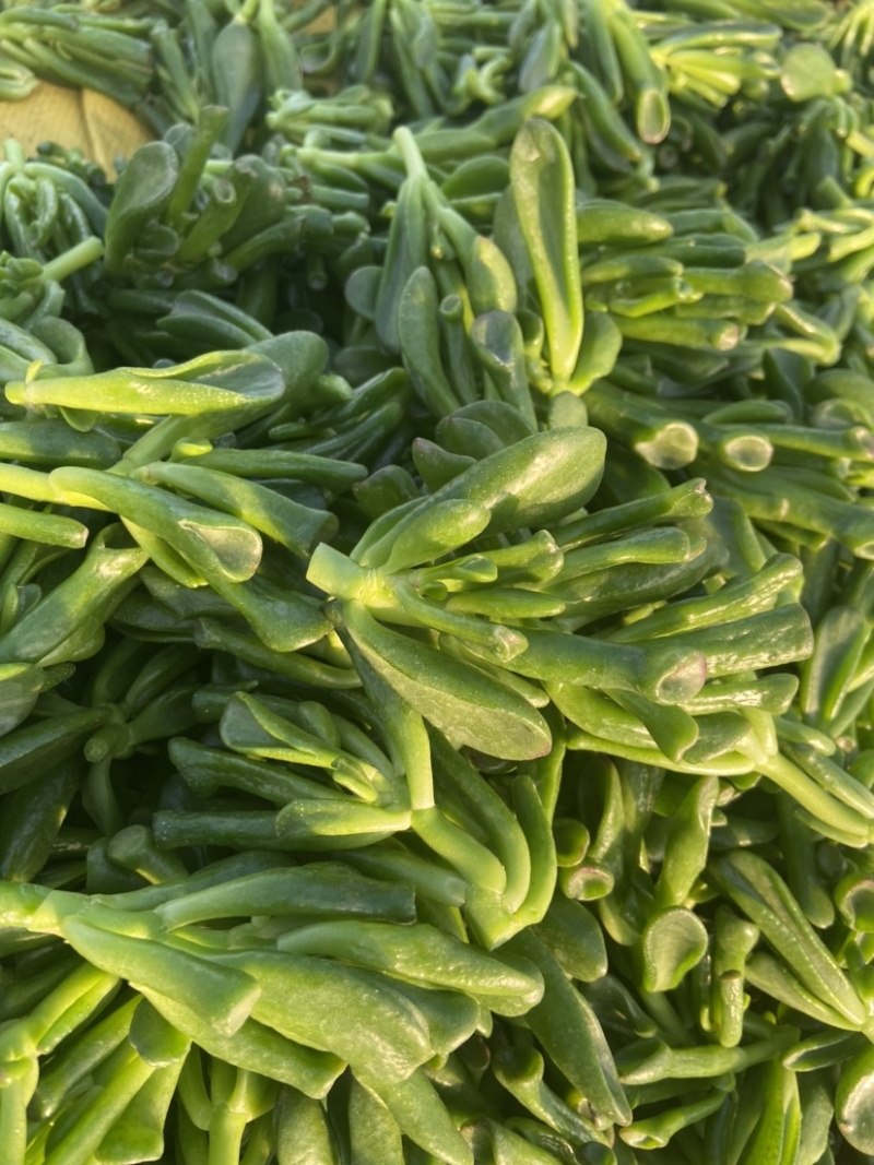 吸财树，砍头苗，量大，基地直销，需要联系