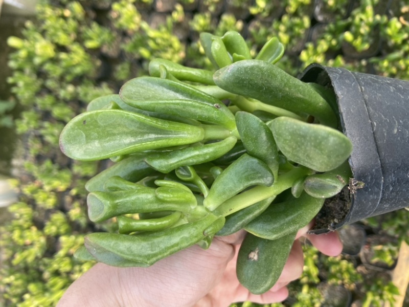 吸财树，砍头苗，量大，基地直销，需要联系