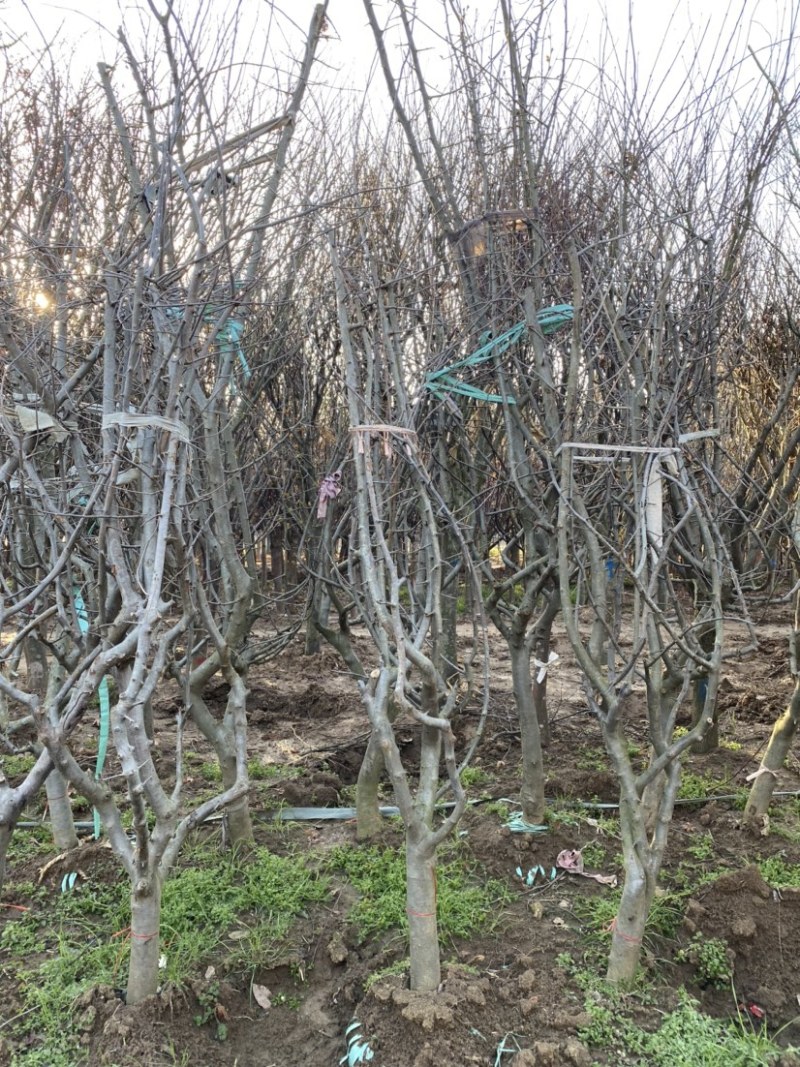 优质垂丝海棠苗圃直销5公分到15公分量大从优