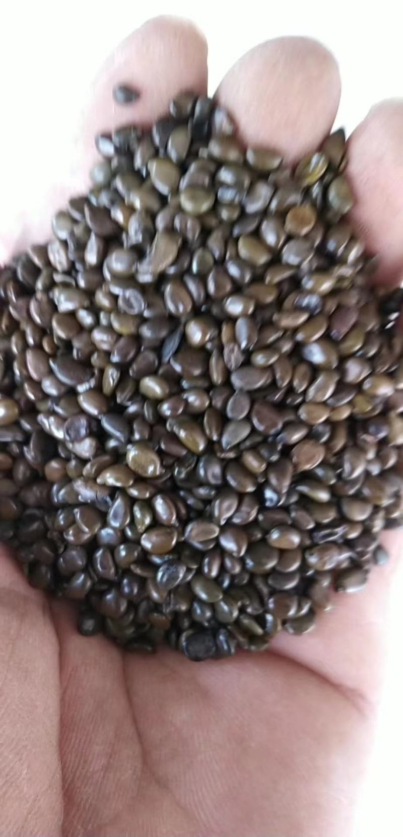 【推荐】黄花槐种子芽率95以上，品种纯正质优价廉包质量