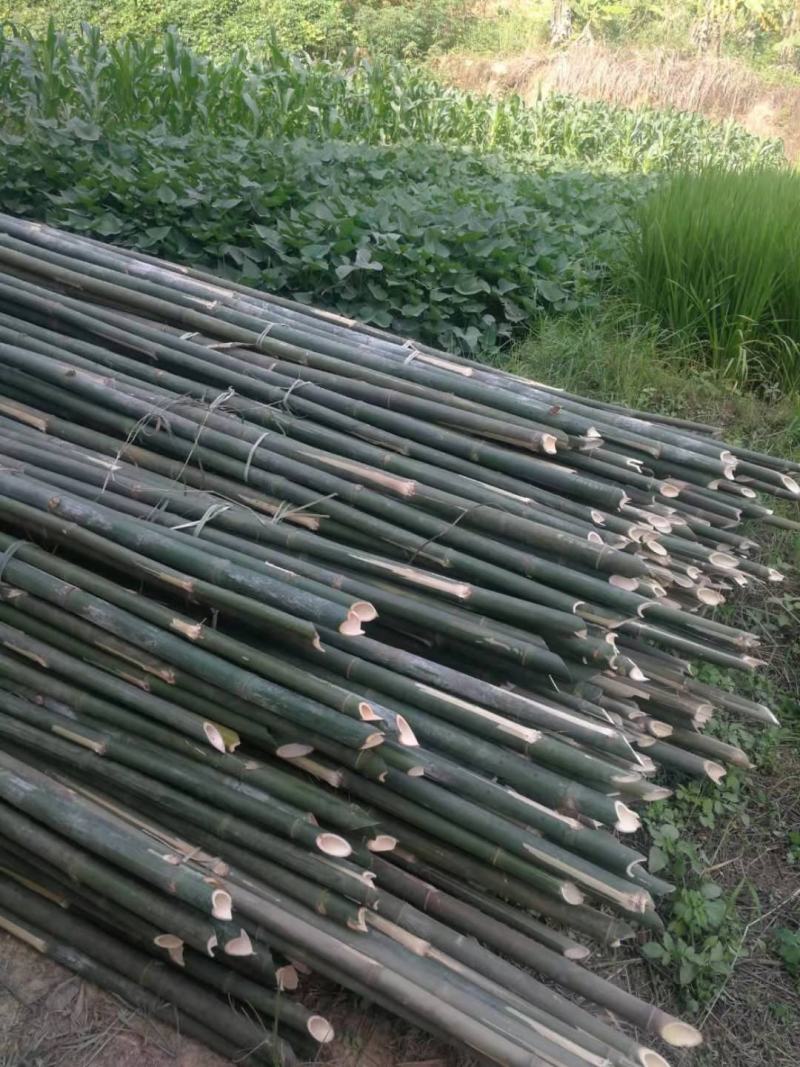 排山竹，篙竹，搭棚，蔬菜大棚，7米以上，8米以上需要订购