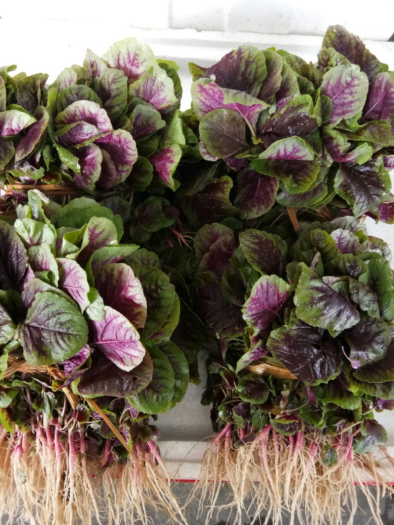 寒菜（新鮮红叶寒菜现货）