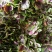 寒菜（新鮮红叶寒菜现货）