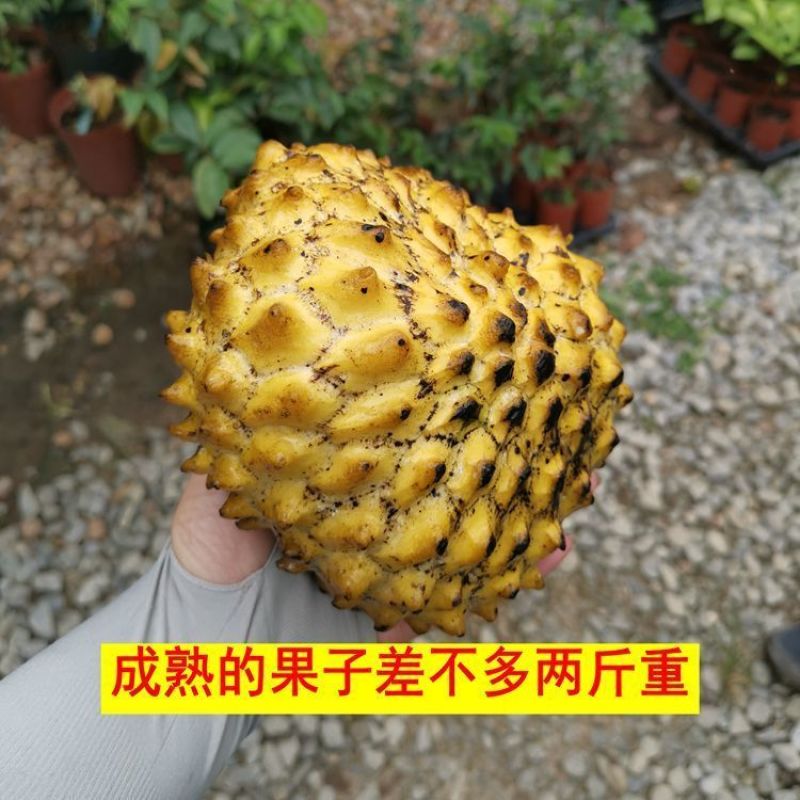 [新品种]黄龙释迦果苗霹雳果苗黄龙番荔枝苗可地栽盆栽