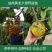 [新品种]黄龙释迦果苗霹雳果苗黄龙番荔枝苗可地栽盆栽
