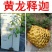 [新品种]黄龙释迦果苗霹雳果苗黄龙番荔枝苗可地栽盆栽