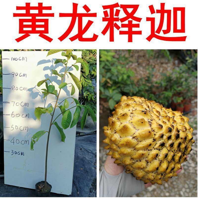 [新品种]黄龙释迦果苗霹雳果苗黄龙番荔枝苗可地栽盆栽