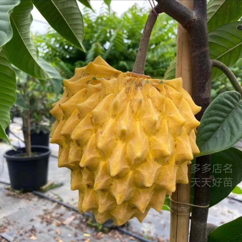 [新品种]黄龙释迦果苗霹雳果苗黄龙番荔枝苗可地栽盆栽