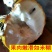 [新品种]黄龙释迦果苗霹雳果苗黄龙番荔枝苗可地栽盆栽
