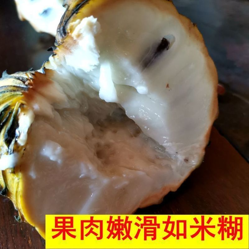[新品种]黄龙释迦果苗霹雳果苗黄龙番荔枝苗可地栽盆栽
