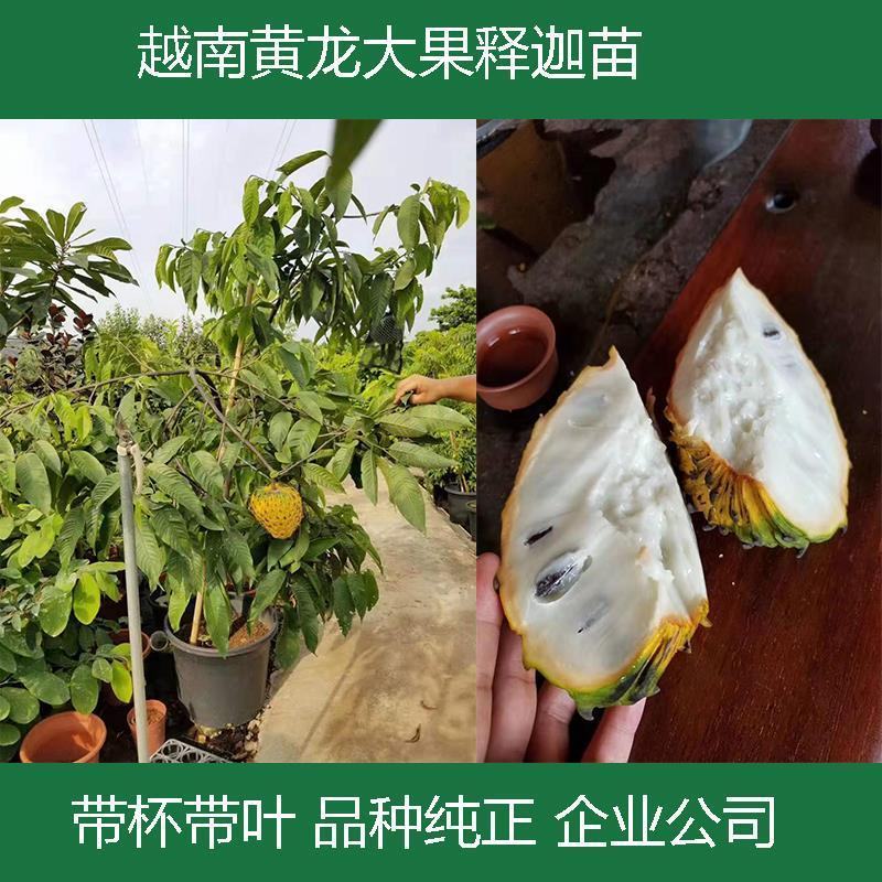 [新品种]黄龙释迦果苗霹雳果苗黄龙番荔枝苗可地栽盆栽