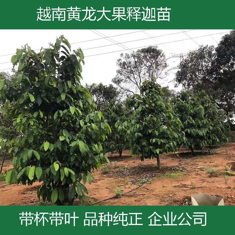 [新品种]黄龙释迦果苗霹雳果苗黄龙番荔枝苗可地栽盆栽