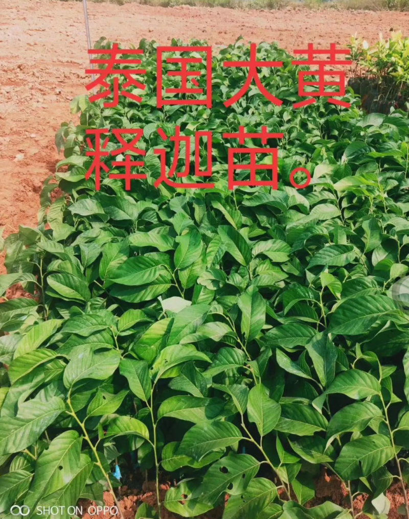 [新品种]黄龙释迦果苗霹雳果苗黄龙番荔枝苗可地栽盆栽
