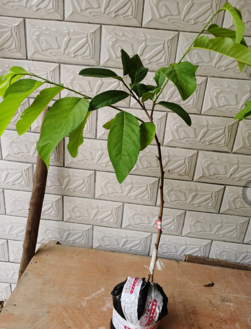 [新品种]黄龙释迦果苗霹雳果苗黄龙番荔枝苗可地栽盆栽