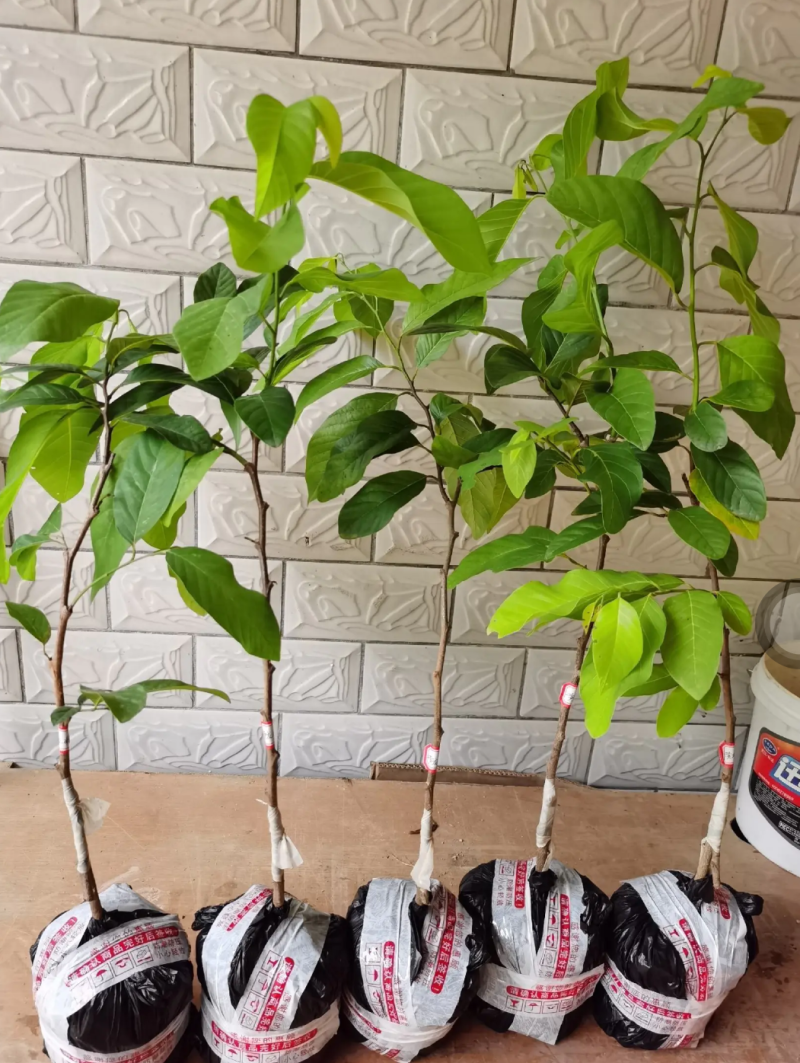 [新品种]黄龙释迦果苗霹雳果苗黄龙番荔枝苗可地栽盆栽