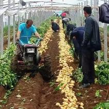 厂家直销土豆收获机手扶拖拉机带动刨地蛋红薯机蕃薯收获机