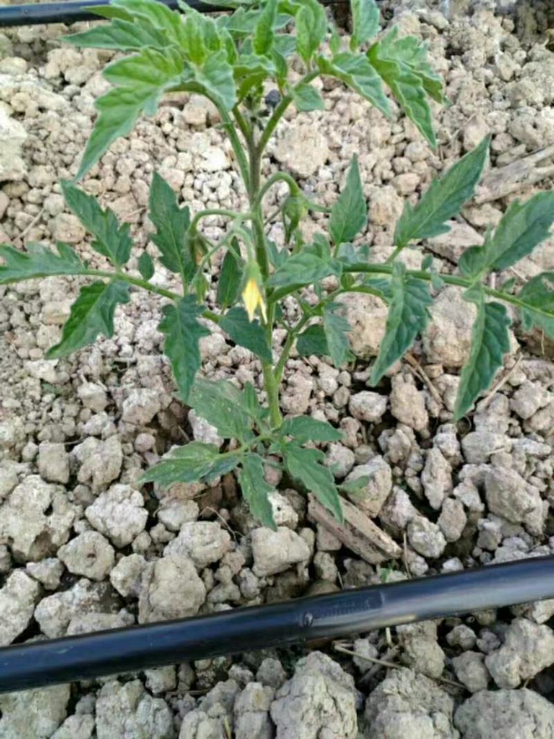 滴灌带农用水管滴灌带1寸喷灌滴管带