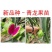 [新品种]青龙火龙果苗台湾青皮火龙果青皮红肉火龙果苗