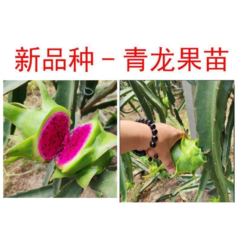 [新品种]青龙火龙果苗台湾青皮火龙果青皮红肉火龙果苗