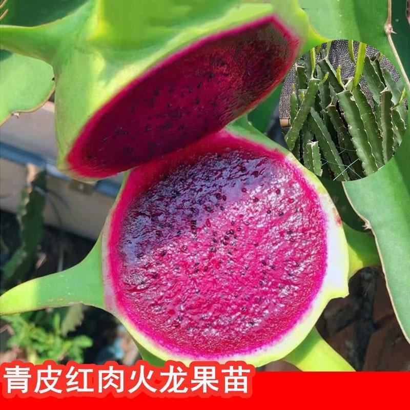 [新品种]青龙火龙果苗台湾青皮火龙果青皮红肉火龙果苗