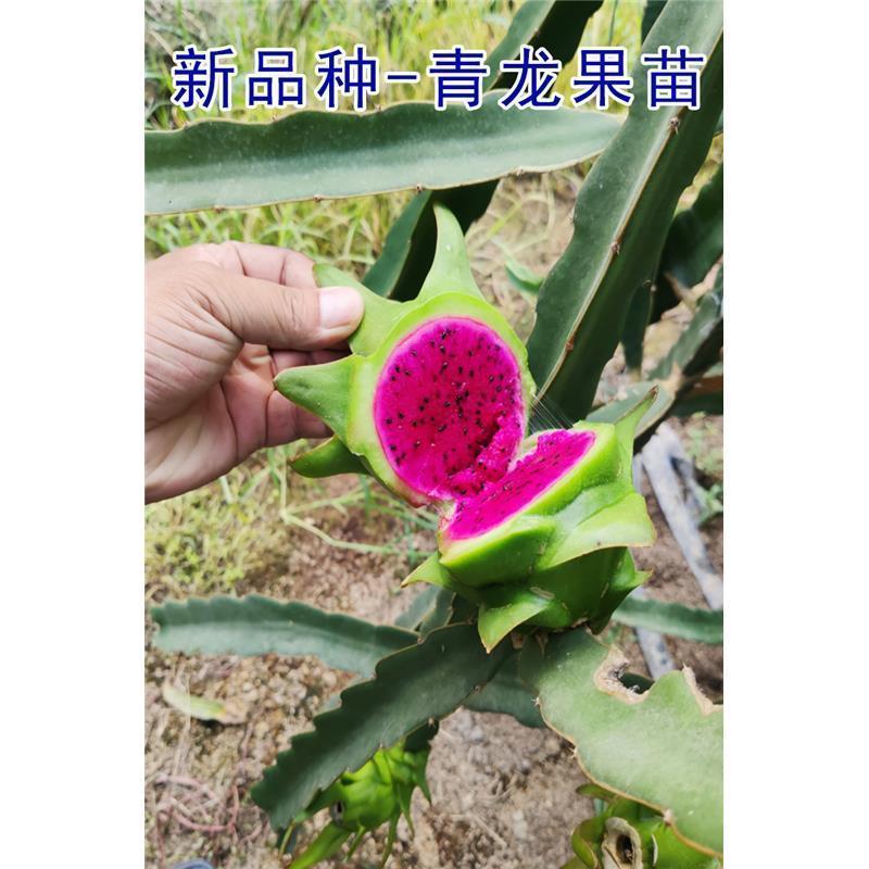 [新品种]青龙火龙果苗台湾青皮火龙果青皮红肉火龙果苗