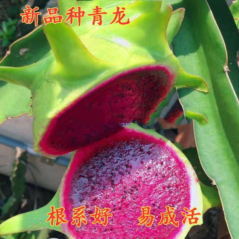 [新品种]青龙火龙果苗台湾青皮火龙果青皮红肉火龙果苗